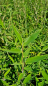 Preview: Fargesia murielae "Blue Lizard"® - (Bambus Blue Lizard ®),